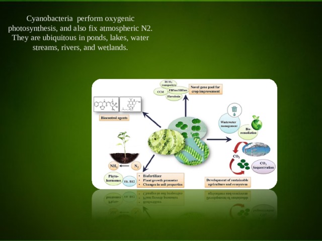 Cyanobacteria perform oxygenic photosynthesis, and also fix atmospheric N2. They are ubiquitous in ponds, lakes, water streams, rivers, and wetlands. 