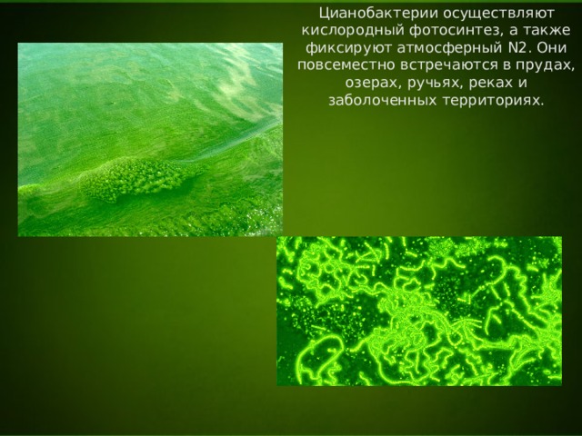 Цианобактерии осуществляют кислородный фотосинтез, а также фиксируют атмосферный N2. Они повсеместно встречаются в прудах, озерах, ручьях, реках и заболоченных территориях. 