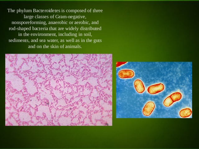 The phylum Bacteroidetes is composed of three large classes of Gram-negative, nonsporeforming, anaerobic or aerobic, and rod-shaped bacteria that are widely distributed in the environment, including in soil, sediments, and sea water, as well as in the guts and on the skin of animals. 