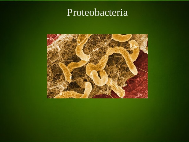 Рroteobacteria 