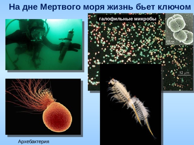 На дне Мертвого моря жизнь бьет ключом галофильные микробы Архебактерия 