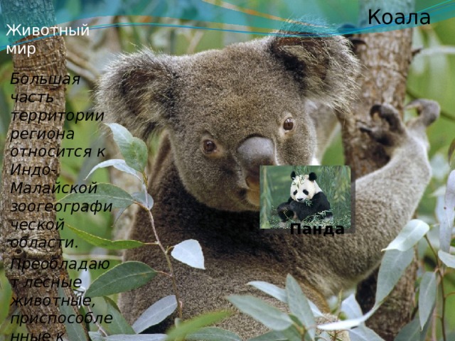 Животный мир Коала Большая часть территории региона относится к Индо-Малайской зоогеографической области. Преобладают лесные животные, приспособленные к жизни на деревьях. Панда 