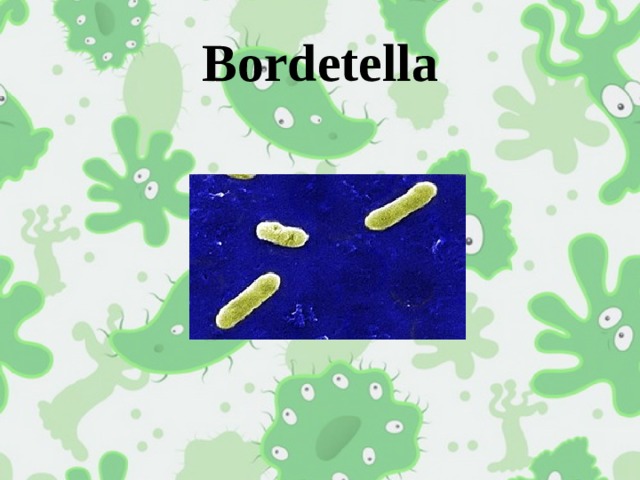 Bordetella 