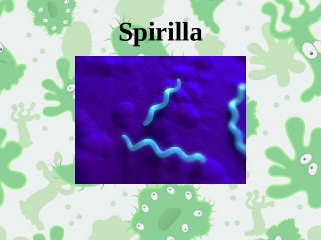 Spirilla 