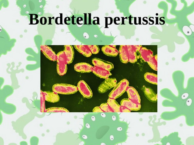 Bordetella pertussis 