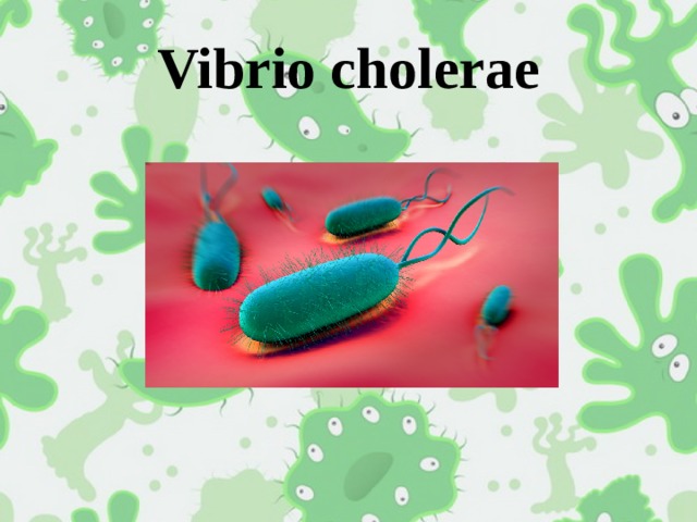 Vibrio cholerae 