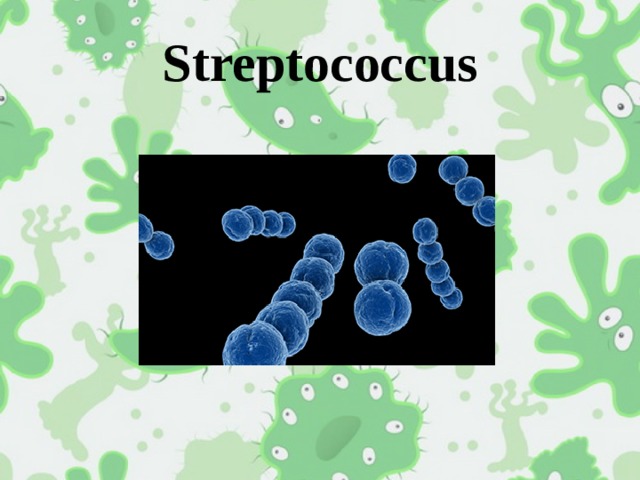 Streptococcus 