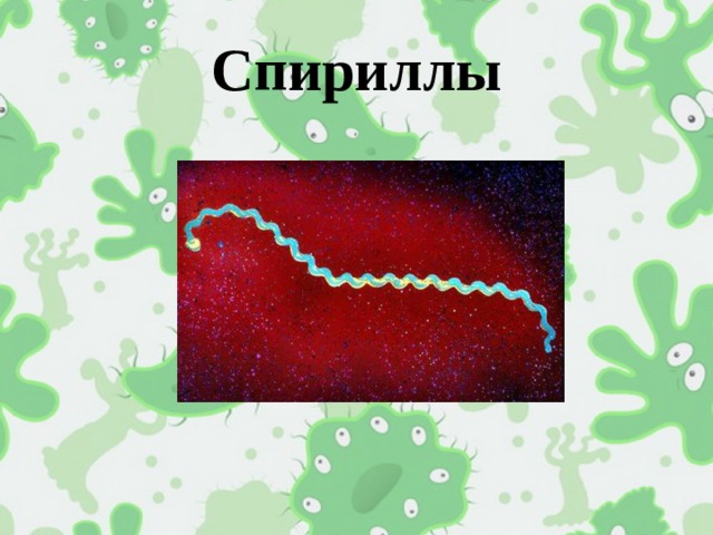 Спириллы 