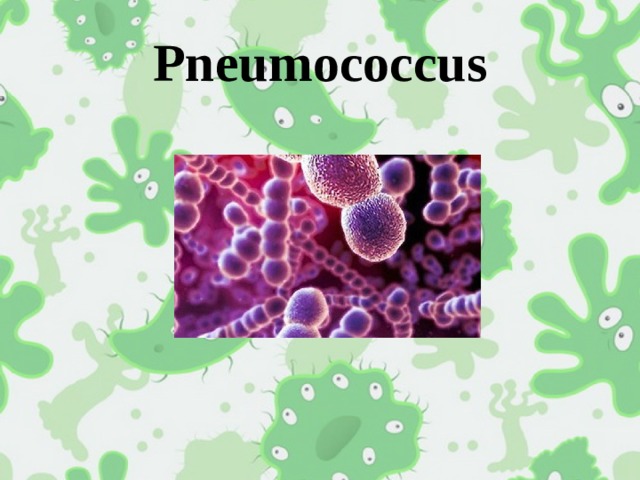 Pneumococcus 