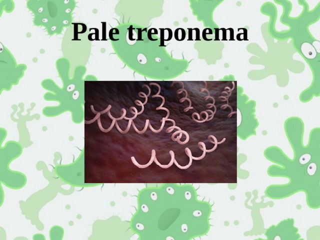 Pale treponema 
