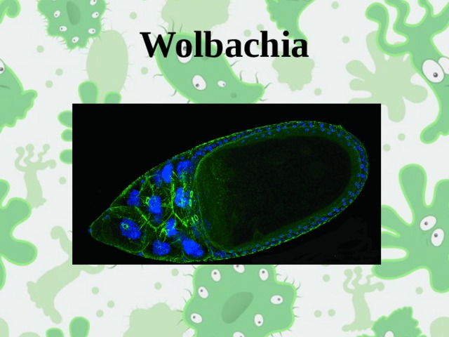 Wolbachia 