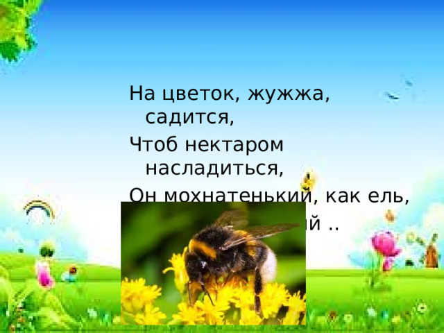 На цветок, жужжа, садится, Чтоб нектаром насладиться, Он мохнатенький, как ель, На пчелу похожий .. 
