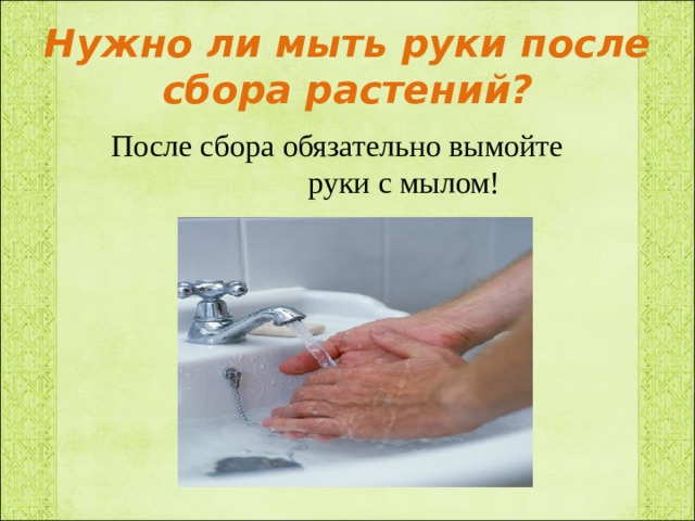 Нужно ли мыть руки после сбора растений?  После сбора обязательно вымойте руки с мылом! 