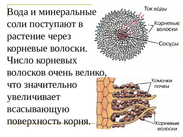 Синонимы термина минеральное питание