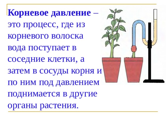 Рассмотрите рисунок что позволяет исследовать данный опыт корневое давление