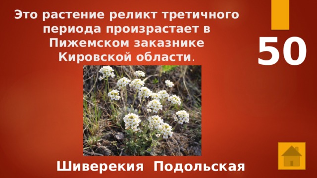 Это растение реликт третичного периода произрастает в Пижемском заказнике Кировской области . 50 Шиверекия Подольская 