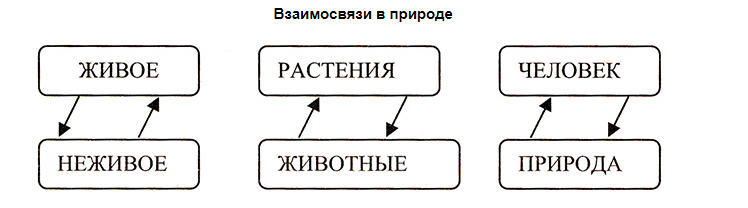 Схема живой и неживой природы схема