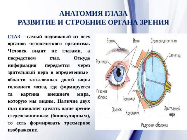 Структуры глаза зрительный нерв