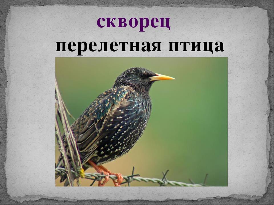 Скворцы перелетные птицы. Перелетные птицы Скворц. Скворец Перелетная. Скворец Перелетная птица или. Перелетные птицы скворец для детей.