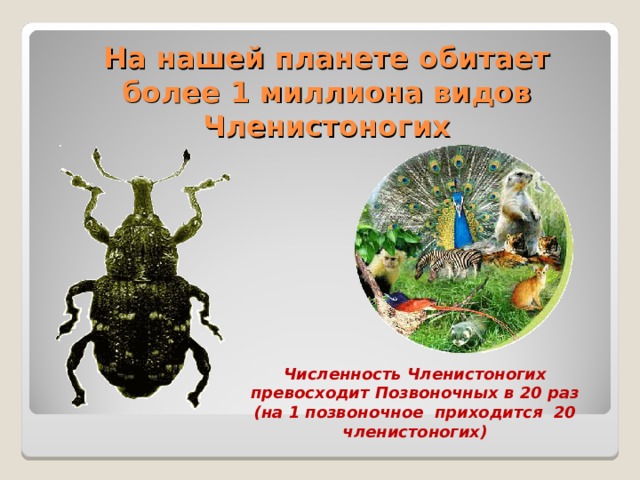 На нашей планете обитает более 1 миллиона видов Членистоногих Численность Членистоногих превосходит Позвоночных в 20 раз (на 1 позвоночное приходится 20 членистоногих) 