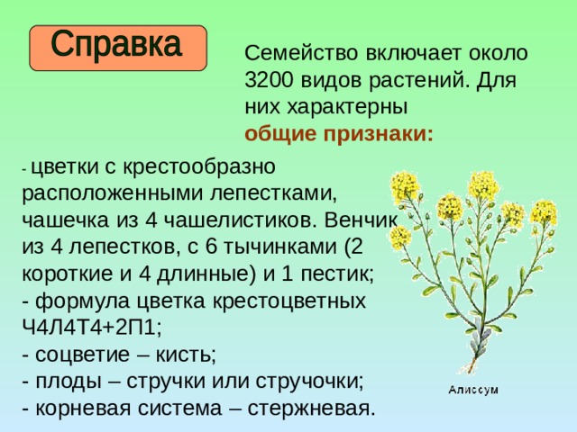 Семейство включает около 3200 видов растений. Для них характерны общие признаки: - цветки с крестообразно расположенными лепестками, чашечка из 4 чашелистиков. Венчик из 4 лепестков, с 6 тычинками (2 короткие и 4 длинные) и 1 пестик; - формула цветка крестоцветных Ч4Л4Т4+2П1; - соцветие – кисть; - плоды – стручки или стручочки; - корневая система – стержневая. 