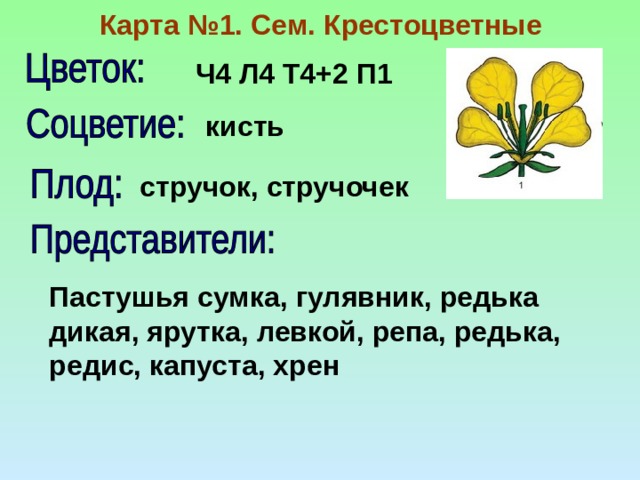 Карта №1. Сем. Крестоцветные Ч4 Л4 Т4+2 П1 кисть стручок, стручочек Пастушья сумка, гулявник, редька дикая, ярутка, левкой, репа, редька, редис, капуста, хрен 