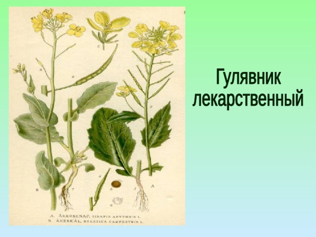 Порядок крестоцветные