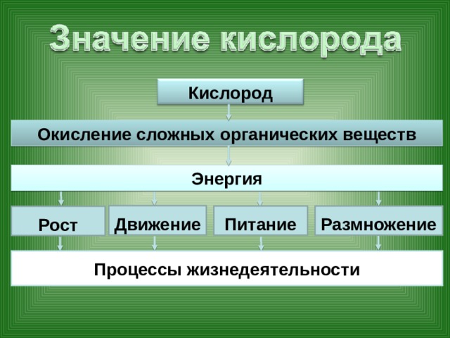 Кислород Окисление сложных органических веществ Энергия Движение Размножение Питание Рост Процессы жизнедеятельности 