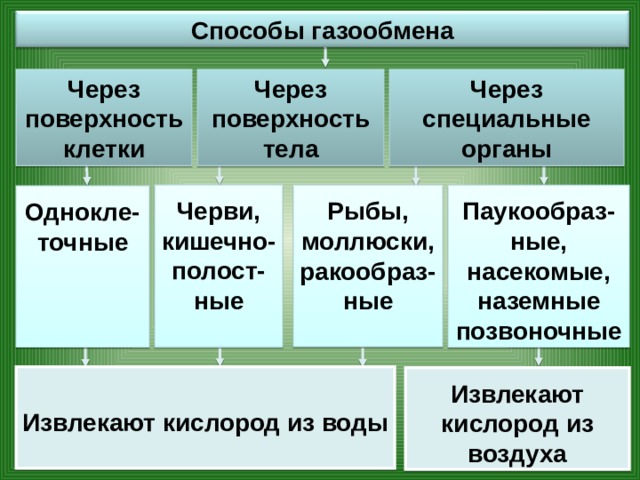 Способы газообмена Через поверхность тела Через поверхность клетки Через специальные органы Черви, кишечно-полост-ные Паукообраз-ные, насекомые, наземные позвоночные Рыбы, моллюски, ракообраз-ные Однокле-точные  Извлекают кислород из воды Извлекают кислород из воздуха 