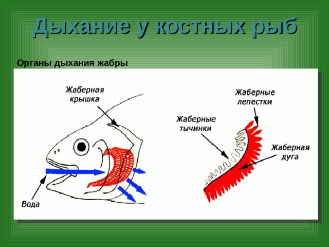 Дыхание у костных рыб Органы дыхания жабры 