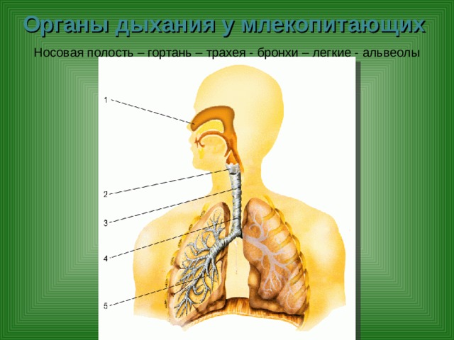 Органы дыхания у млекопитающих Носовая полость – гортань – трахея - бронхи – легкие - альвеолы 