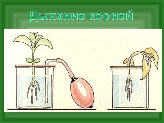 Дыхание корней 