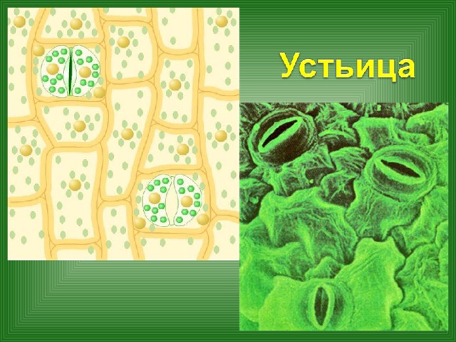 Ну, что ж! Пора заглянуть внутрь листа и завязать знакомство со всеми его клетками. Мы, наверняка, узнаем о них много нового и интересного. Для того чтобы познакомиться с внутренним строением листа, нам, конечно же, понадобится микроскоп.   Строение   Поверхность любого листа покрыта кожицей. Клетки кожицы листа плотно примыкают друг к другу, ведь перед нами покровная ткань. Большинство клеток бесцветны и прозрачны. Это позволяет свету легко проникать внутрь листа.   Функции   Она защищает лист от повреждений, высыхания, проникновения болезнетворных бактерий.   Покровная ткань кожицы листа - особая. В ней есть устьица. Они регулируют поступление в лист газов и паров воды, а также их выделение из листа в атмосферу.  
