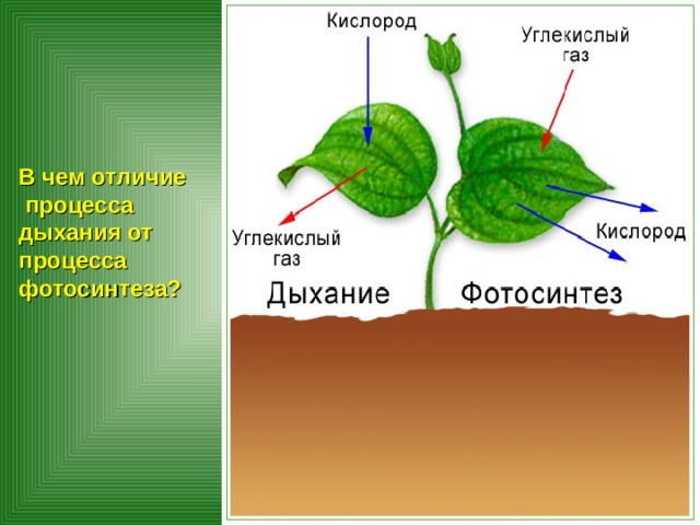 В чем отличие  процесса дыхания от процесса фотосинтеза? 