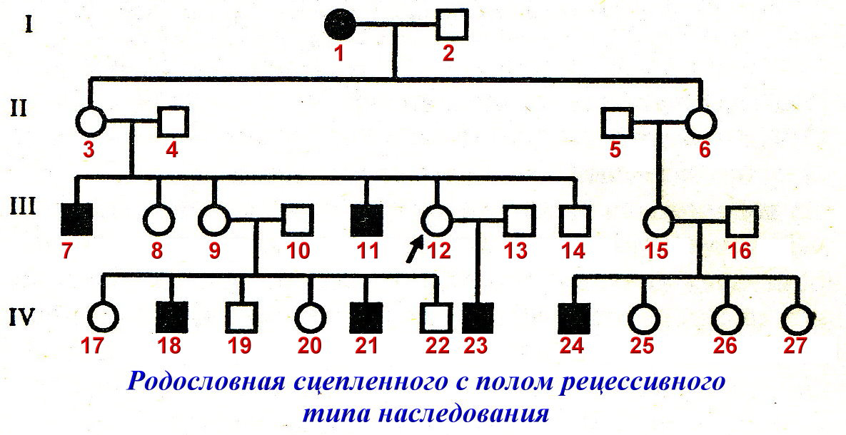 Сцепленный с х хромосомой. Х сцепленный рецессивный Тип наследования родословная. Гемофилия Тип наследования х сцепленный.