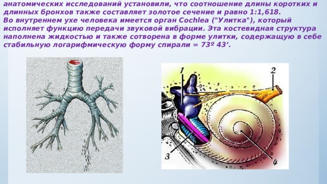Американский физик Б.Д.Уэст и доктор А.Л. Гольдбергер во время физико-анатомических исследований установили, что соотношение длины коротких и длинных бронхов также составляет золотое сечение и равно 1:1,618.  Во внутреннем ухе человека имеется орган Cochlea (
