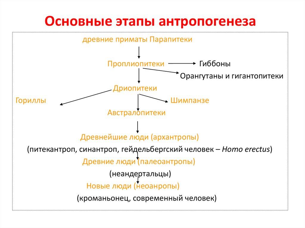 Схема эволюции человека