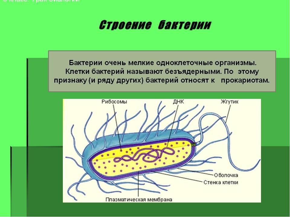 План строения простейших соответствует общим чертам организации ядерной клетки безъядерной клетки