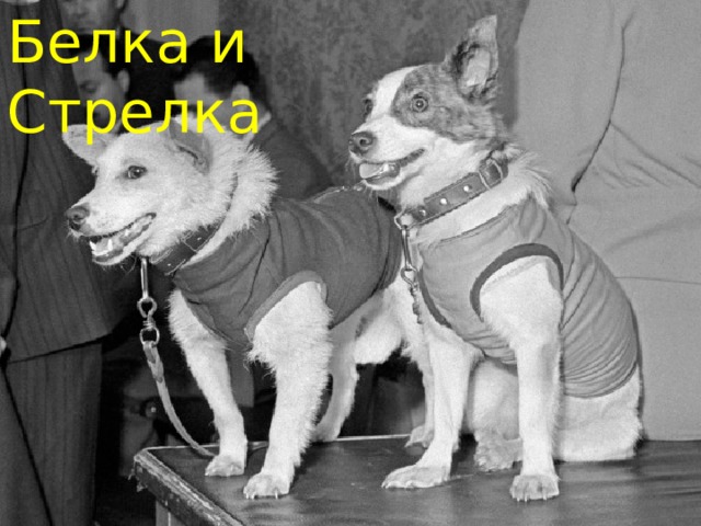 Белка и Стрелка 