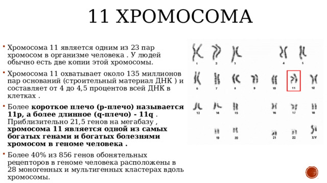 11 хромосома Хромосома 11 является одним из 23 пар хромосом в организме человека . У людей обычно есть две копии этой хромосомы. Хромосома 11 охватывает около 135 миллионов пар оснований (строительный материал ДНК ) и составляет от 4 до 4,5 процентов всей ДНК в клетках . Более короткое плечо (p-плечо) называется 11p, а более длинное (q-плечо) - 11q . Приблизительно 21,5 генов на мегабазу , хромосома 11 является одной из самых богатых генами и богатых болезнями хромосом в геноме человека .  Более 40% из 856 генов обонятельных рецепторов в геноме человека расположены в 28 моногенных и мультигенных кластерах вдоль хромосомы. 