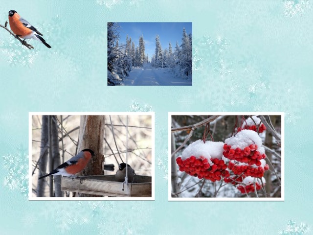 Зимой снегири более заметны. Часто встречаются у кормушек. Лакомясь ягодой (рябиной, боярышником), снегирь не съедает мякоть, выклёвывая лишь само семя.  