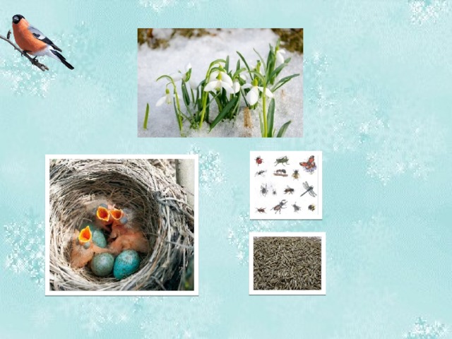 Весной самка строит гнездо. Самка снегиря откладывает от 4 до 7 яиц. Яйца голубоватые с мелкими красными пятнышками. Кормят птенцов мелкими насекомыми и семенами растений.  