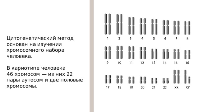 Цитогенетический метод основан на изучении хромосомного набора человека. В кариотипе человека 46 хромосом — из них 22 пары аутосом и две половые хромосомы. 