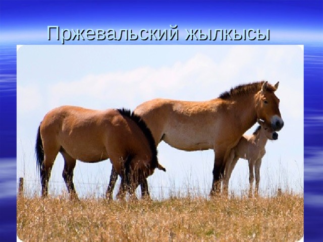 Пржевальский жылкысы 