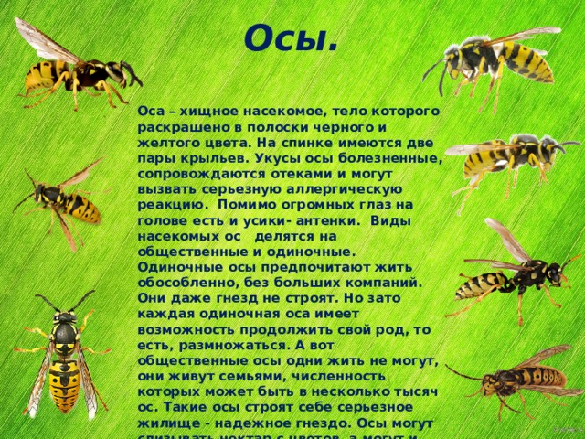 Осы живут в диване