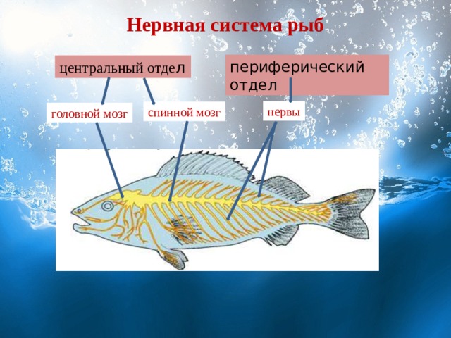 Нервная система рыб периферический отдел центральный отде л нервы спинной мозг головной мозг