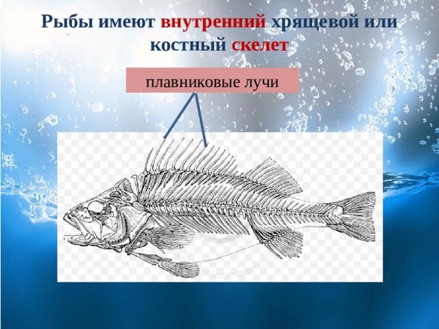 Рыбы имеют внутренний  хрящевой или костный скелет плавниковые лучи