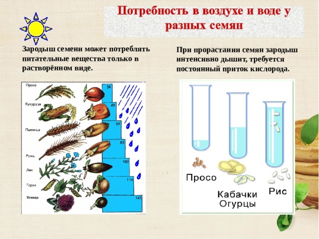 Проект 6 класс биология прорастание семян