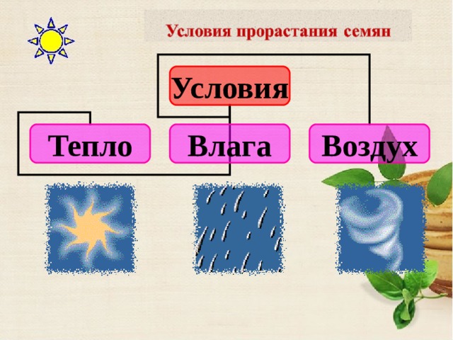 Условия прорастания семян 6 класс биология презентация