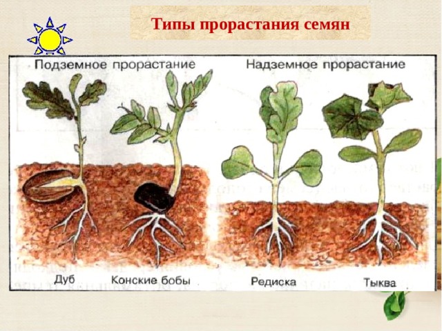 Типы прорастания семян